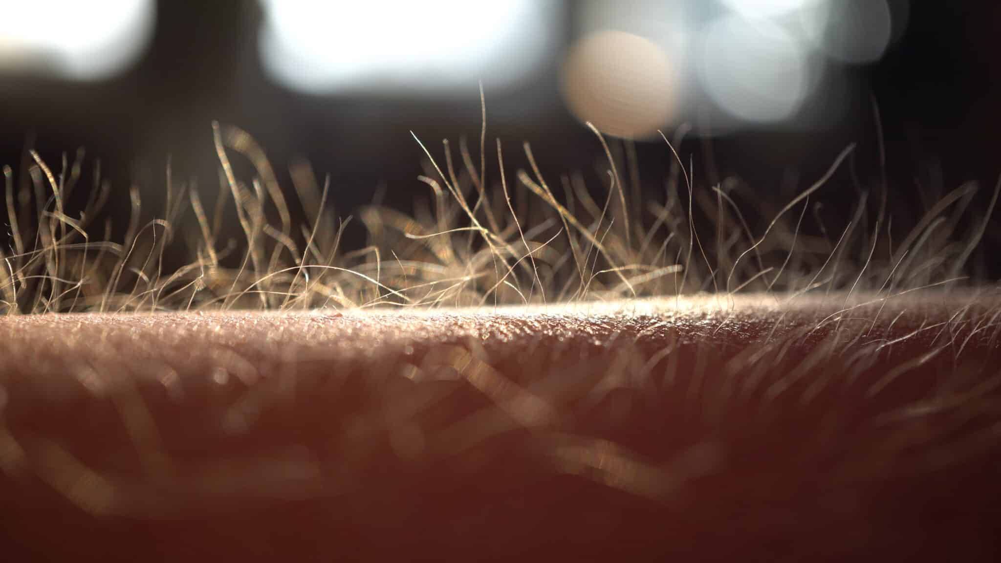 Armharen die overeind staan door het krijgen van kippenvel in breed formaat